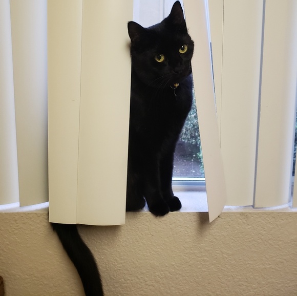 Meet your Posher, Kiki - Picture 2 of 5